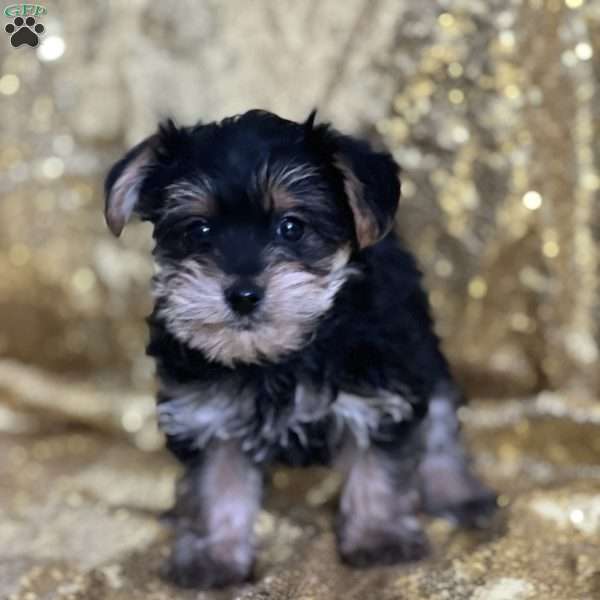 Thiago, Yorkie Poo Puppy