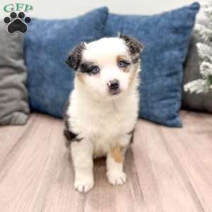 Snowball, Miniature Australian Shepherd Puppy