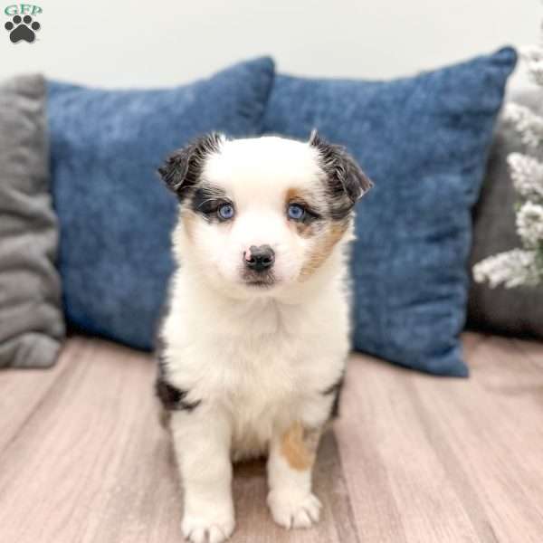 Snowball, Miniature Australian Shepherd Puppy