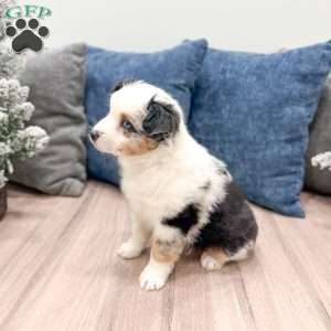 Snowball, Miniature Australian Shepherd Puppy