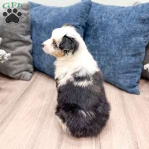 Snowball, Miniature Australian Shepherd Puppy