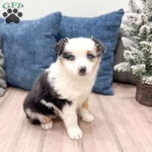 Snowball, Miniature Australian Shepherd Puppy