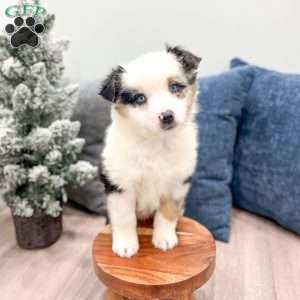 Snowball, Miniature Australian Shepherd Puppy