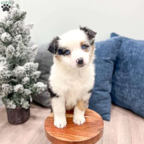 Snowball, Miniature Australian Shepherd Puppy