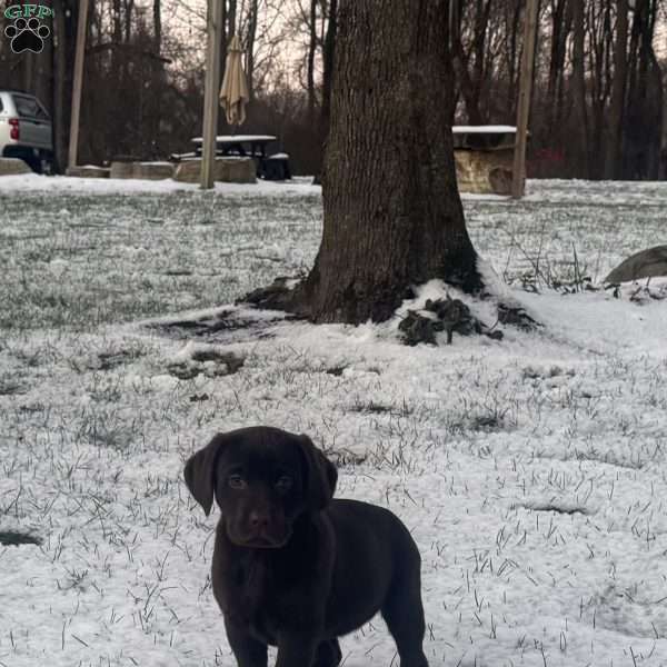 Ranger, Chocolate Labrador Retriever Puppy