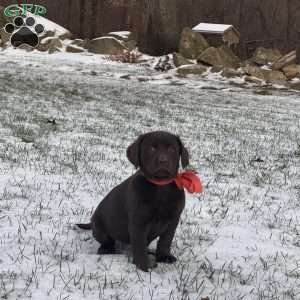 Ranger, Chocolate Labrador Retriever Puppy