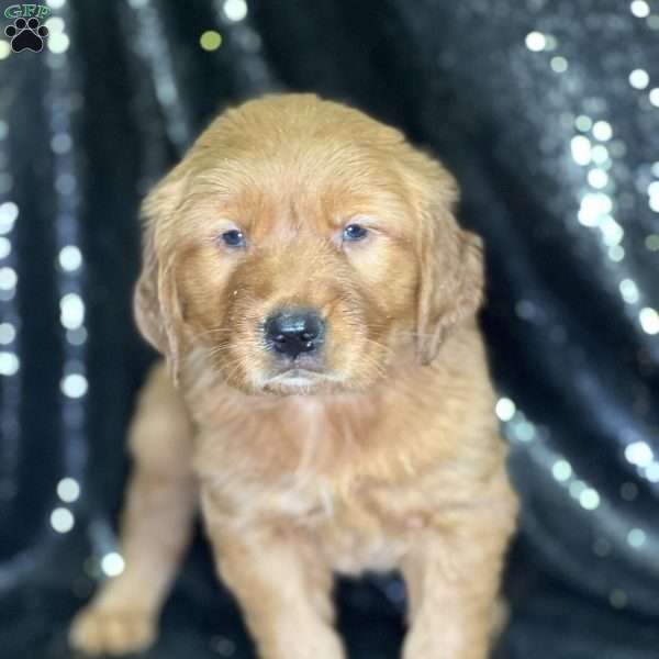 Judy, Golden Retriever Puppy