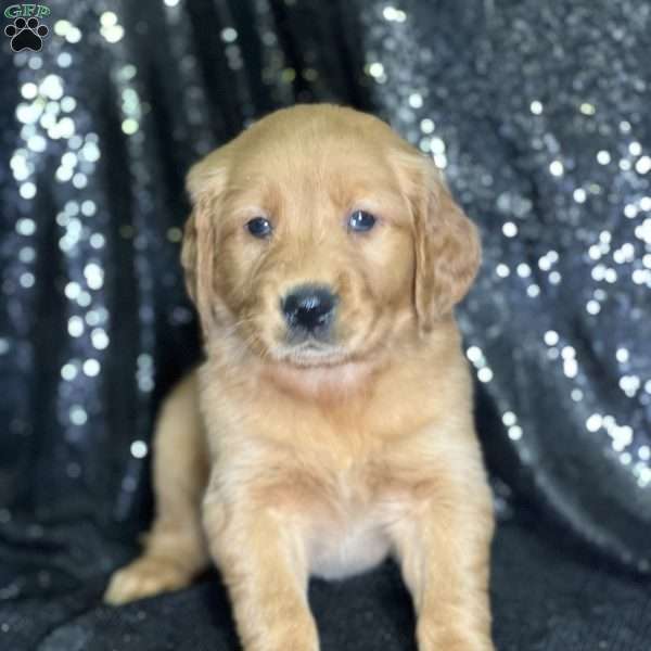 Julia, Golden Retriever Puppy