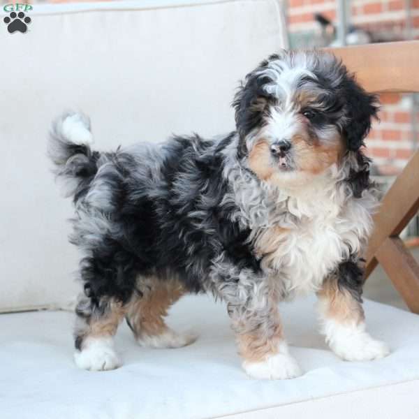 Diesel, Bernedoodle Puppy