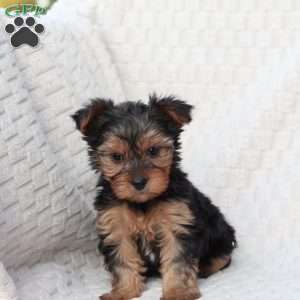 Penny, Yorkie Puppy
