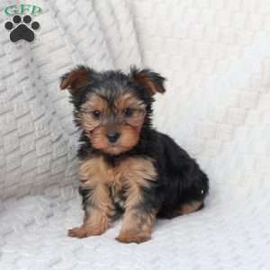 Penny, Yorkie Puppy