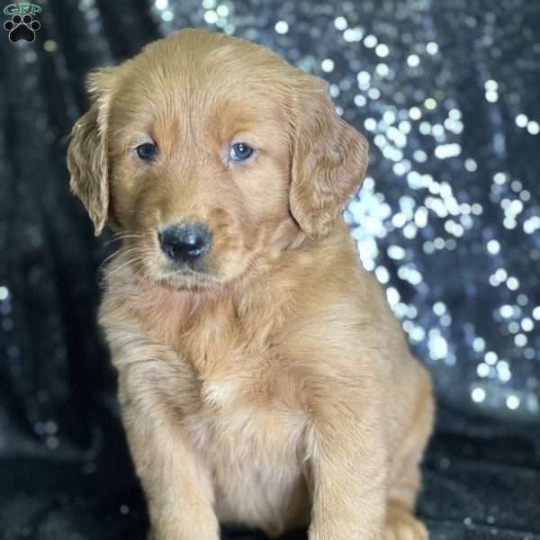 Jane, Golden Retriever Puppy