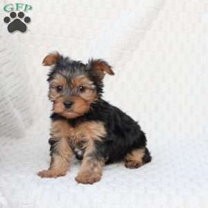 Penny, Yorkie Puppy