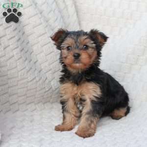 Penny, Yorkie Puppy