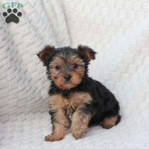 Penny, Yorkie Puppy