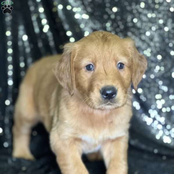 Jerry, Golden Retriever Puppy