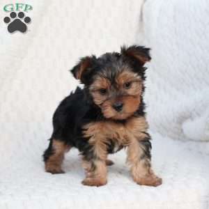 Penny, Yorkie Puppy