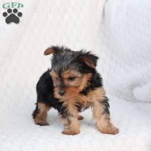 Penny, Yorkie Puppy