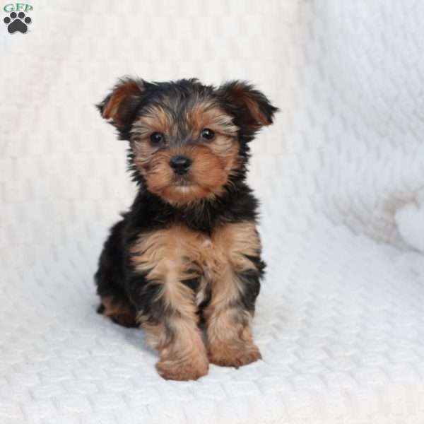Penny, Yorkie Puppy