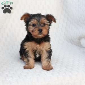 Penny, Yorkie Puppy