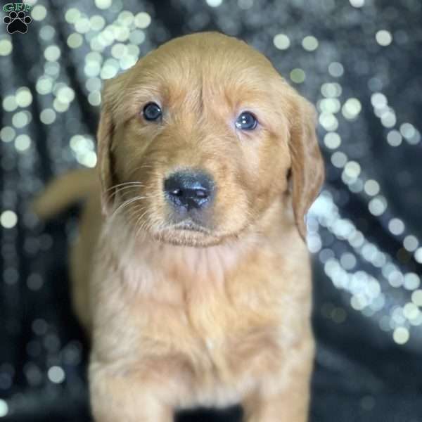 Jack, Golden Retriever Puppy