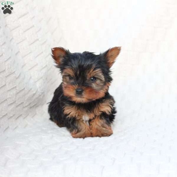 Gracies, Yorkie Puppy