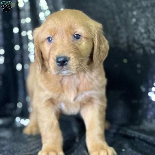 Joe, Golden Retriever Puppy