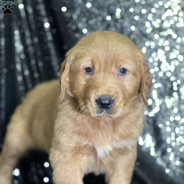 Jason, Golden Retriever Puppy