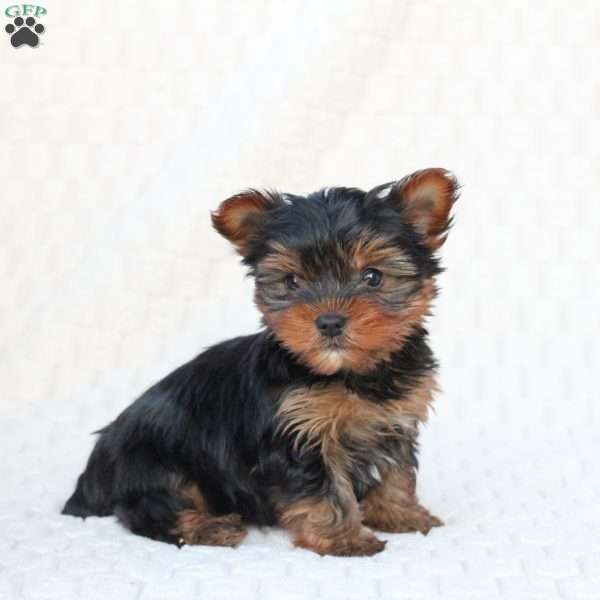 Rosie, Yorkie Puppy