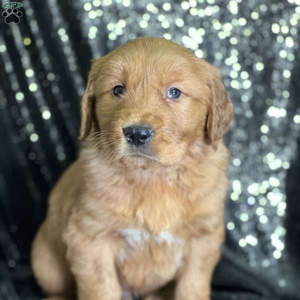Johnie, Golden Retriever Puppy