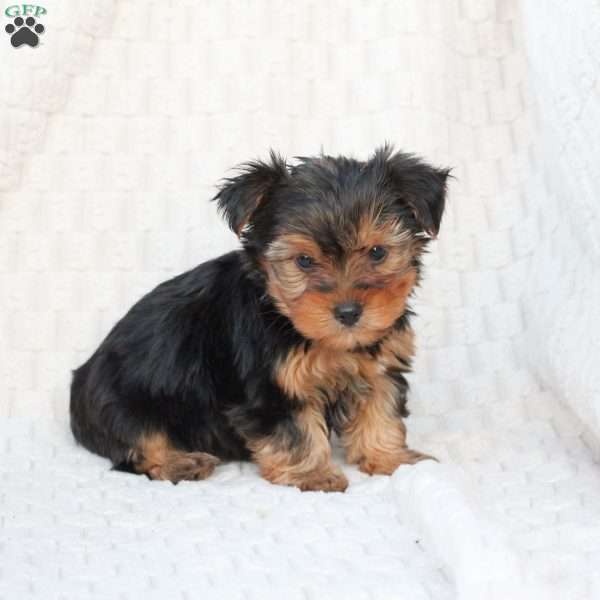 Bentley, Yorkie Puppy