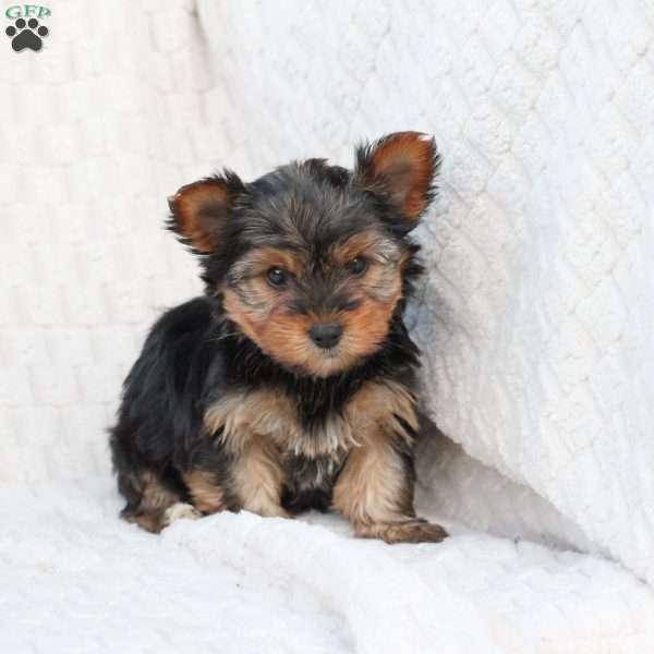Cooper, Yorkie Puppy