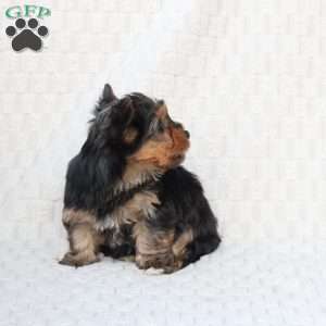 Cooper, Yorkie Puppy