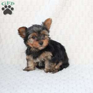 Cooper, Yorkie Puppy