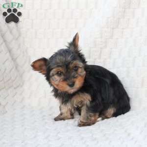 Cooper, Yorkie Puppy