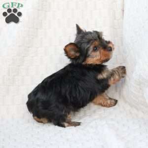 Cooper, Yorkie Puppy