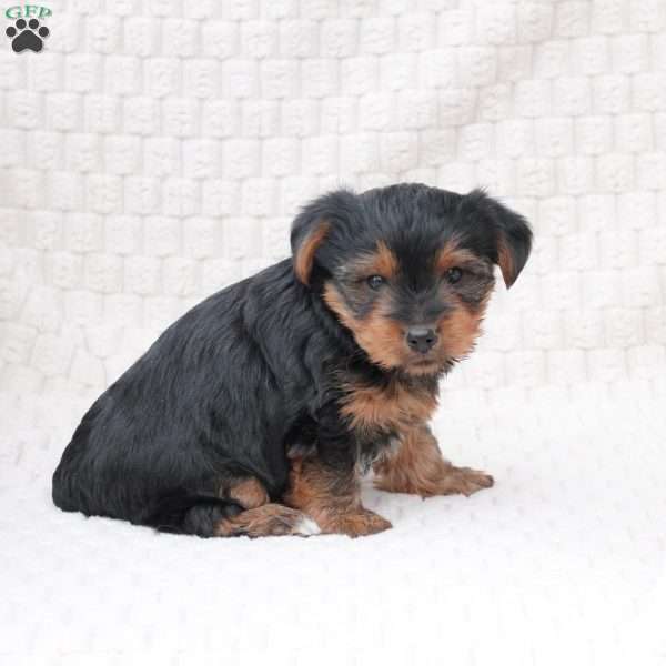 Benji, Yorkie Puppy