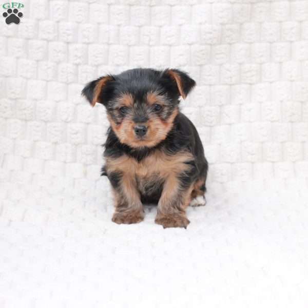 Piper, Yorkie Puppy