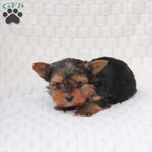 Teddy, Yorkie Puppy