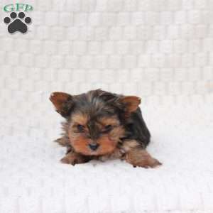 Teddy, Yorkie Puppy