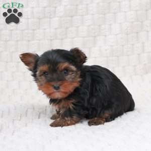 Buddy, Yorkie Puppy