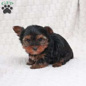 Buddy, Yorkie Puppy