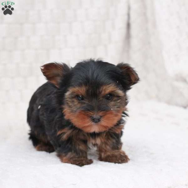 Buddy, Yorkie Puppy