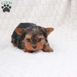 Teddy, Yorkie Puppy