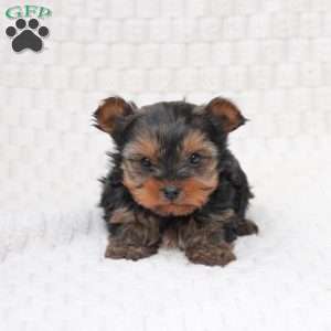 Teddy, Yorkie Puppy