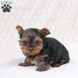Molly, Yorkie Puppy