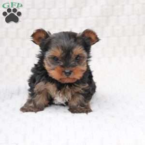 Teddy, Yorkie Puppy