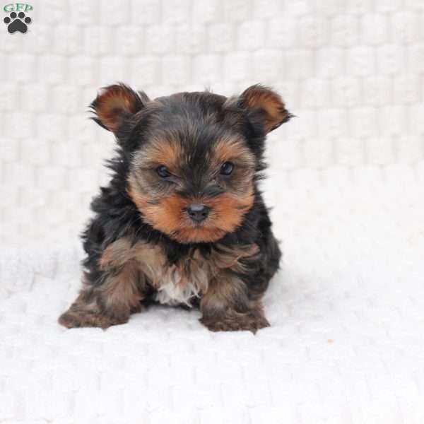 Molly, Yorkie Puppy