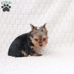 Cocoa, Yorkie Puppy