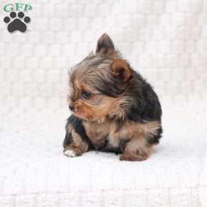 Cocoa, Yorkie Puppy